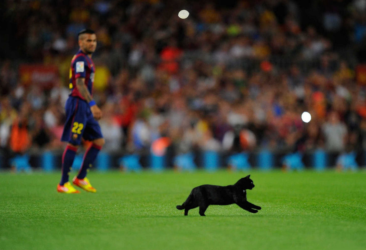 Black cat in the Camp Nou, in Barcelona vs Elche